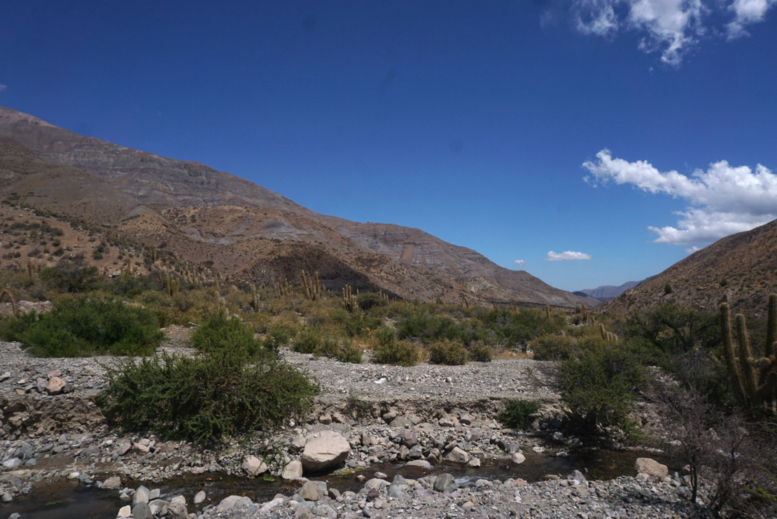 In the Quest for the Andean Cat: A Legal Battle Against Mining in Chile