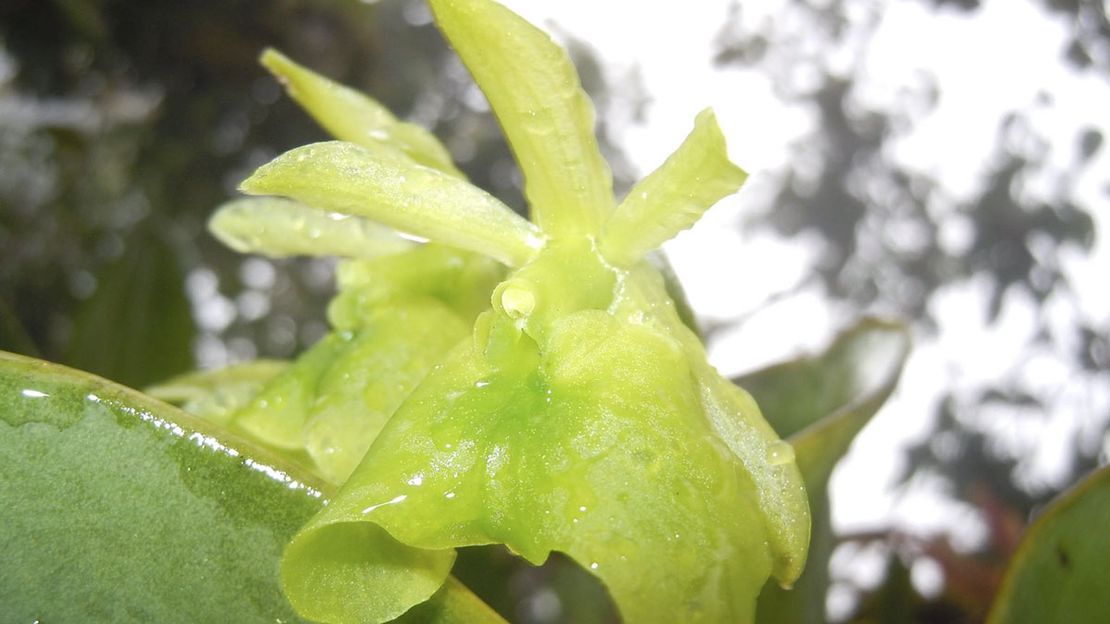 Había una vez una orquídea: uniendo a comunidades locales y la biología en contra de la minería en Colombia